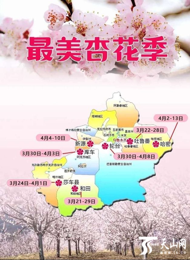 早春杏花花期预报 天山网 图