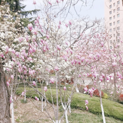 打卡赏花景点,体验文化艺术,走进博物馆,市北区多样活动陪您踏青清明