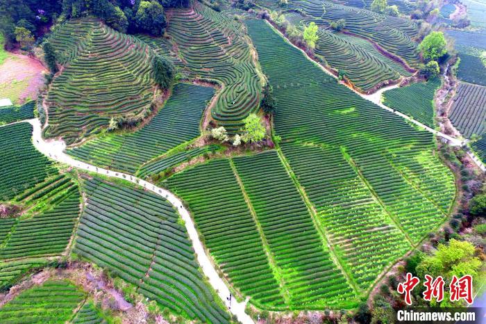 航拍武夷山燕子窠生态茶园。　王东明 摄