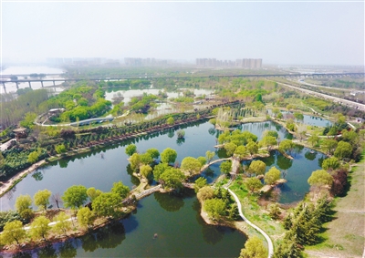 渭河西安城市段,生态湿地春意盎然。