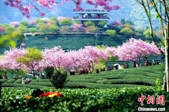 春满福建：“喊山”开采茶满园