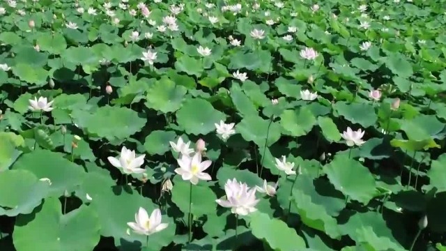 荷花淀派的发源地是哪？随雄县小伙一起走进“荷花之都”