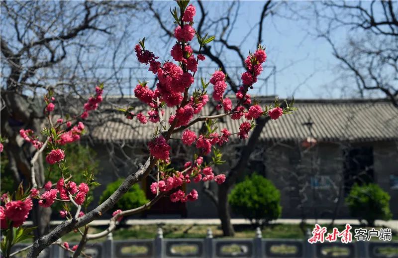 新甘肃&middot;甘肃日报记者 盛学卿 摄