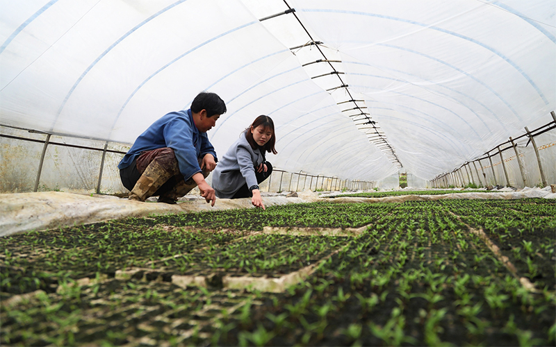 在辣椒苗育苗大棚,彭水龙塘乡农服中心的技术员正在给村民讲解辣椒