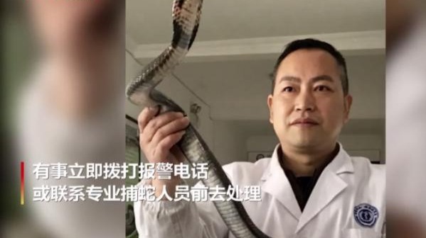 实拍“蛇专家”徒手抓捕眼镜蛇