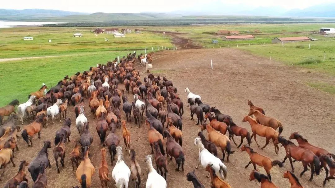 兰新高铁山丹马场站开建 你期待的军马场美景来了！