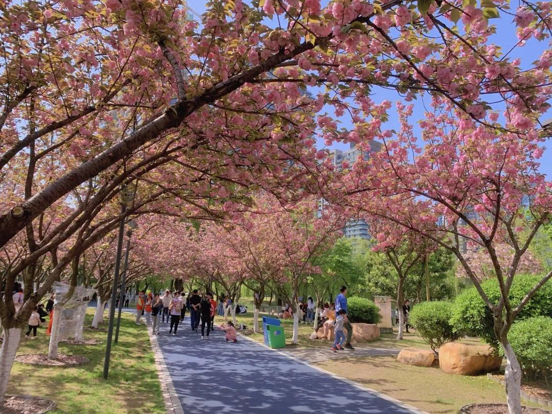 在汉港澳台青年眼中的浪漫樱花凤凰网湖北_凤凰网