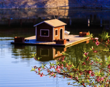 打卡赏花景点,体验文化艺术,走进博物馆,市北区多样活动陪您踏青清明