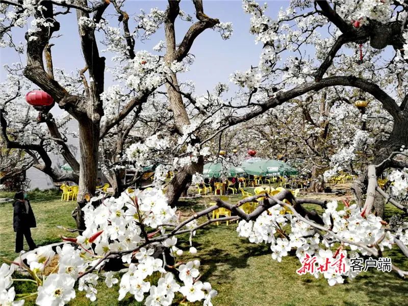 新甘肃&middot;甘肃日报记者 齐兴福 摄