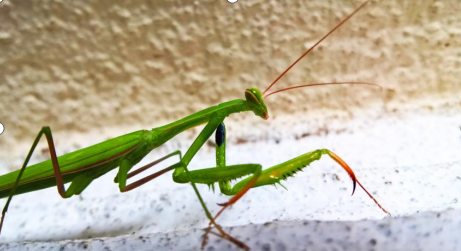 打卡赏花景点,体验文化艺术,走进博物馆,市北区多样活动陪您踏青清明