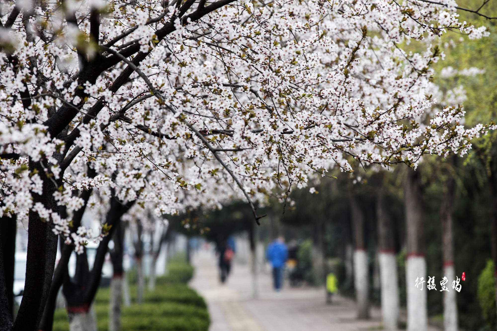 2021年宝鸡“踏青赏花季”:多彩赏花季 浪漫游宝鸡