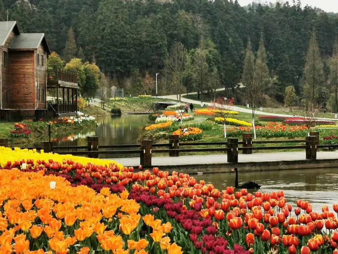 賞花地點:羅亭鎮先鋒小鎮,太平鎮九龍溪生態公園十里花林,美景如畫小