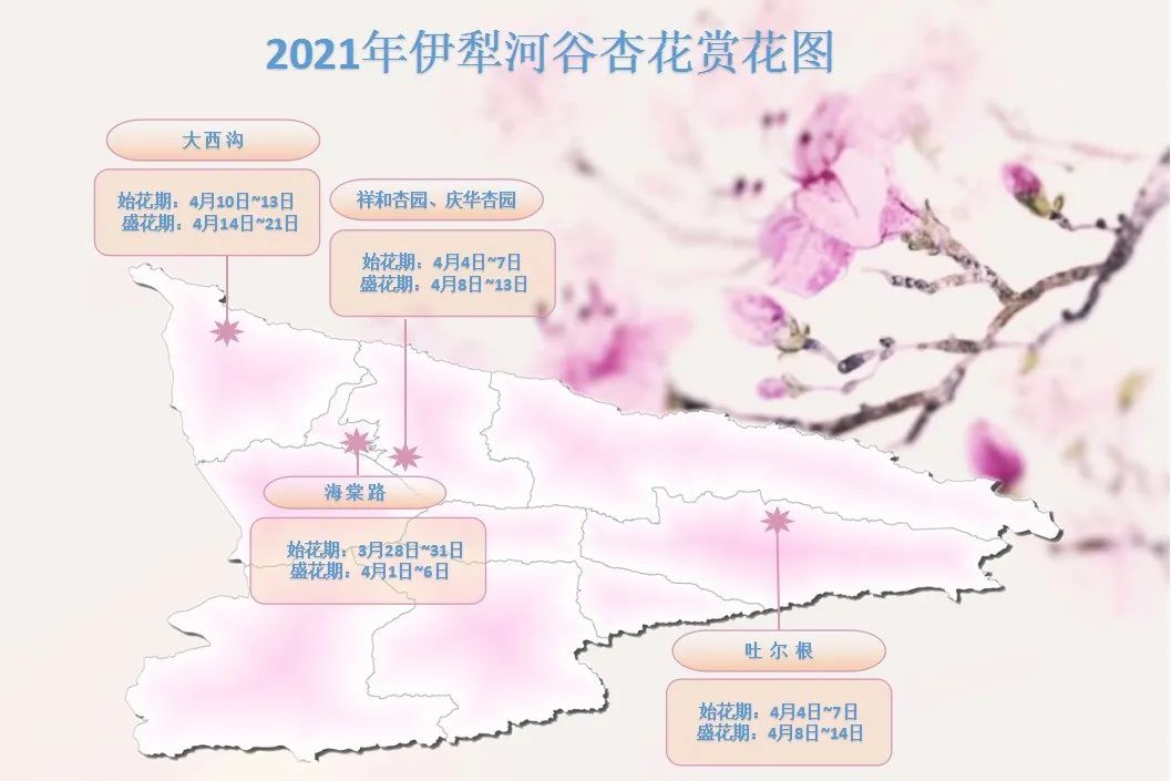 2021伊犁河谷杏花赏花图 伊犁天气 图