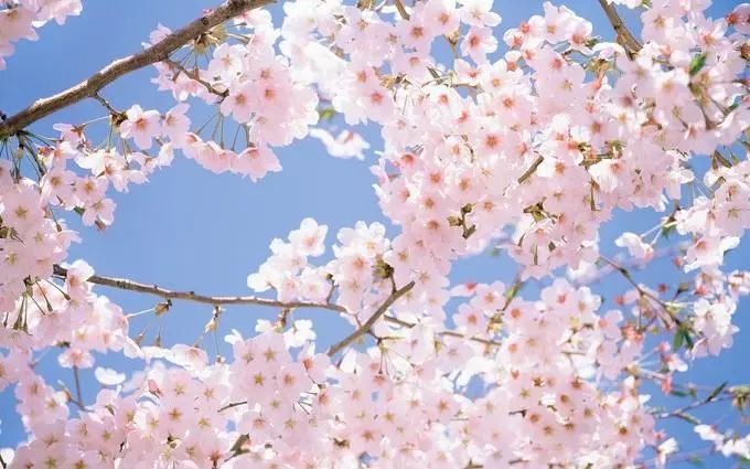 春天里,来湾里!这份“赏花地图”送给你