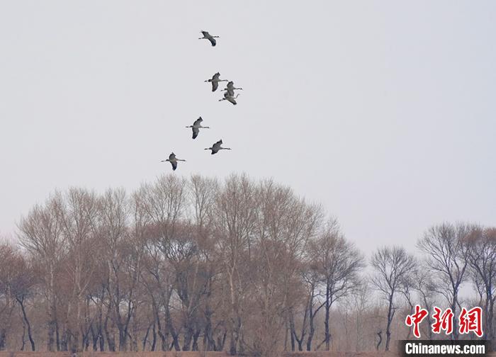 飞跃丛林的灰鹤小家族。　潘晟昱 摄