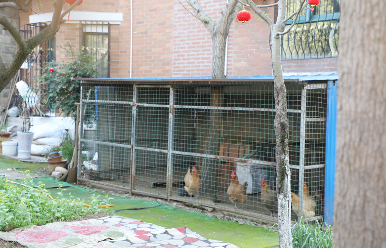 咯咯咯六安上城国际小区别墅区养鸡成风