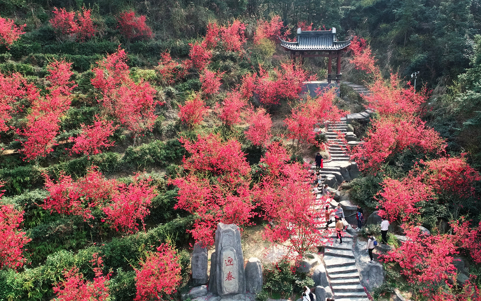 春天里,来湾里!这份“赏花地图”送给你