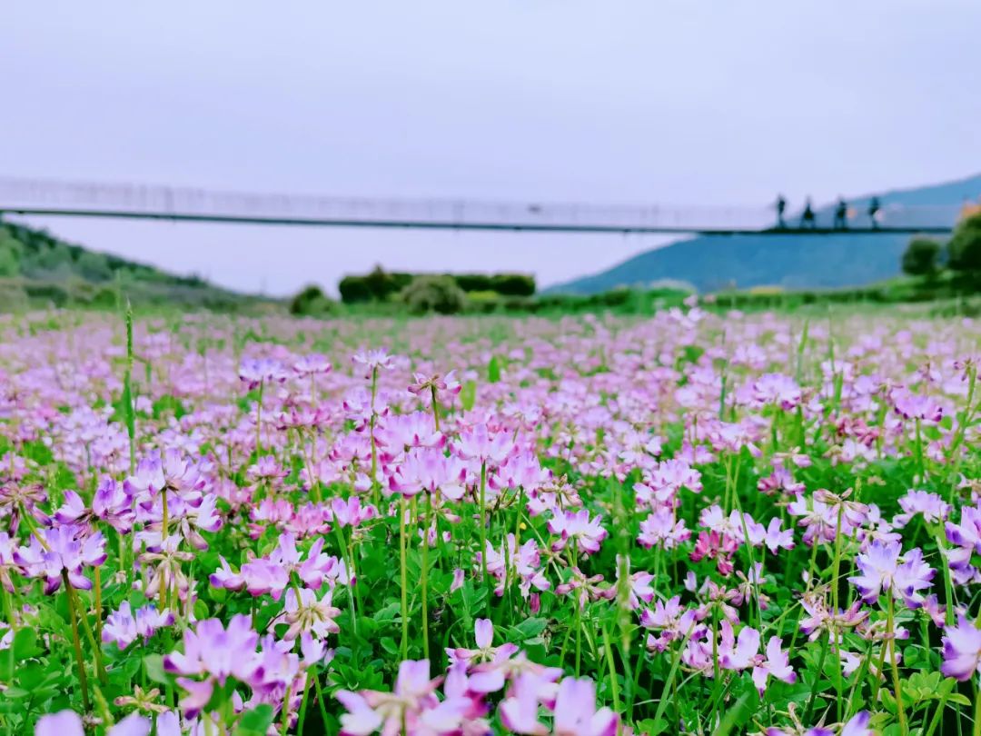 春天里,来湾里!这份“赏花地图”送给你