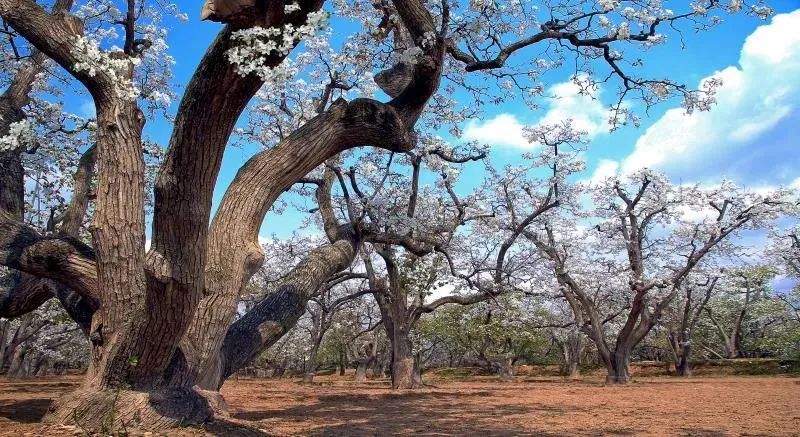 甘肃3地入选中国特色美食百佳县市 看看有你家乡吗？