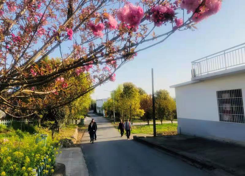 怀宁县高河镇森林村庄绿意浓图