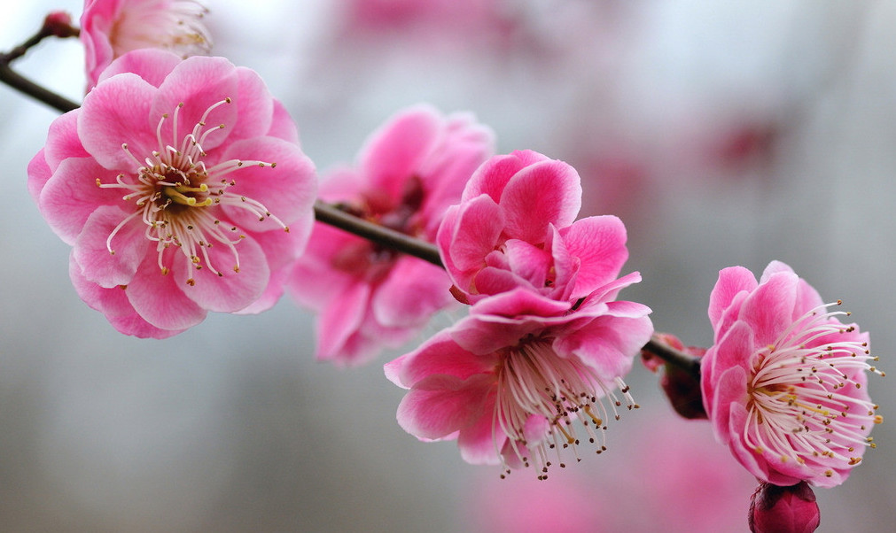 顺着桃花枝干走向，拍出纵深感和立体感 石河子文旅之声 图