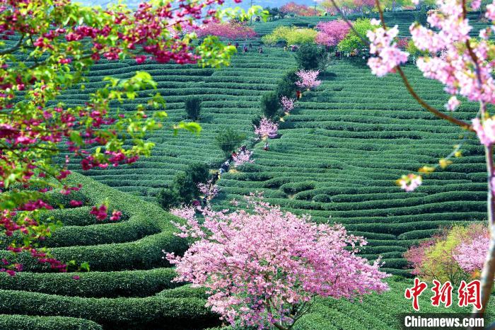 重重叠叠的茶山和盛开的樱花交相辉映，成为福建漳平台品樱花茶园的美丽风景线。　王东明 摄