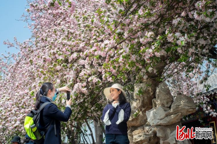 2021年3月31日,河北省石家庄市正定县,荣国府景区海棠花开,春色满园,吸引众多游人赏花拍照。