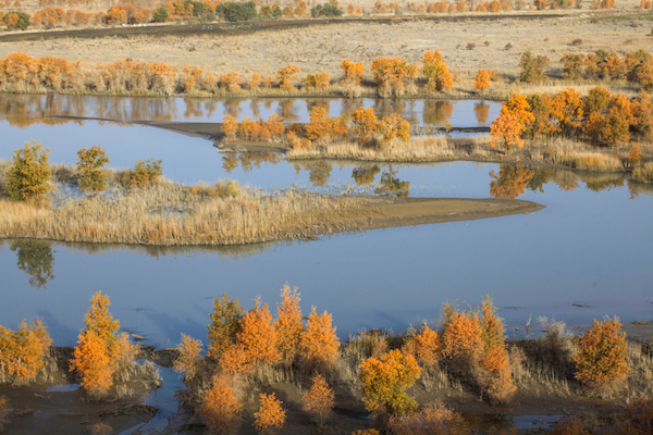 塔里木河上的胡杨林