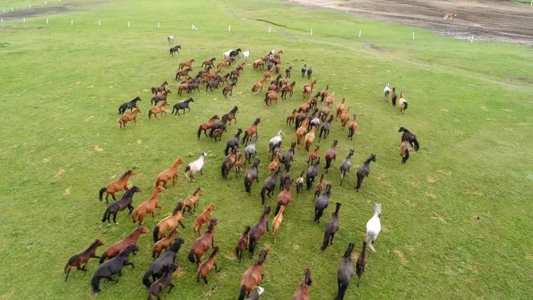 兰新高铁山丹马场站开建 你期待的军马场美景来了！