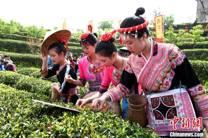 福州春伦万亩生态茶园，身着传统服饰的采茶女正在采茶。　王东明 摄