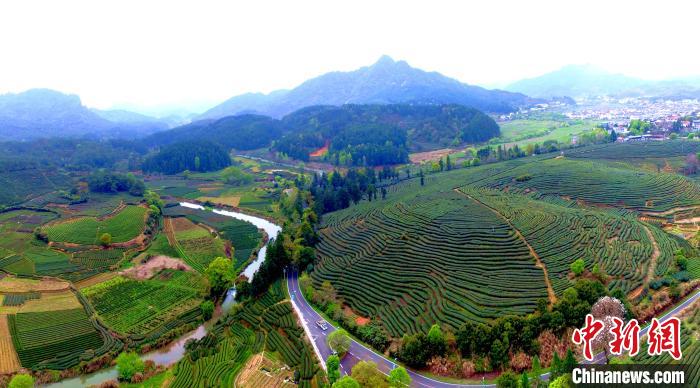 航拍武夷山连片的茶园。　王东明 摄