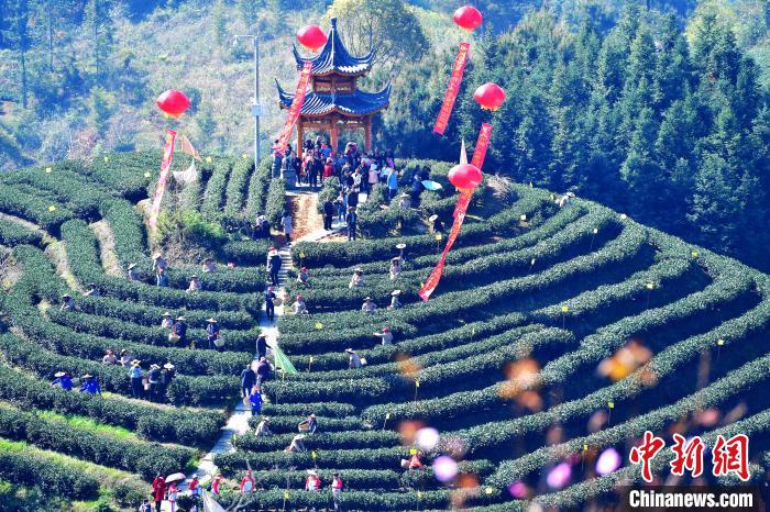 “中国白茶之乡”福建政和举办白茶开采节。　张斌 摄