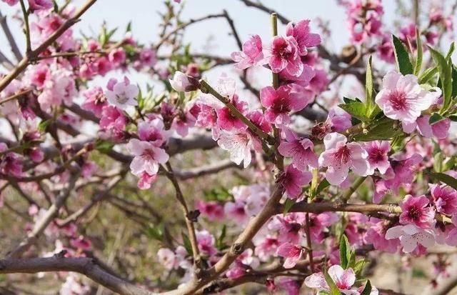 石河子桃花 新疆在线 图