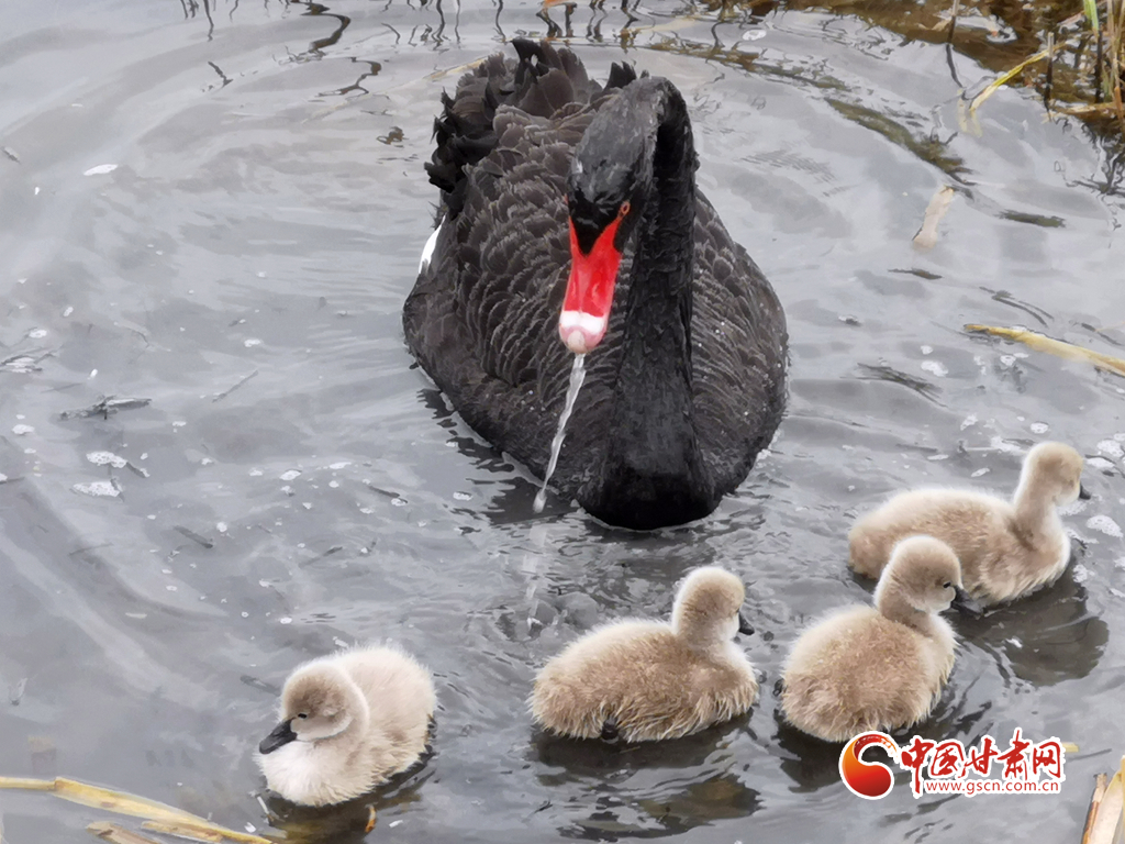 近日，张掖国家湿地公园刚出生4只黑天鹅小宝宝， 在天鹅妈妈带领下开始游湖觅食，萌态可掬，惹人喜爱。