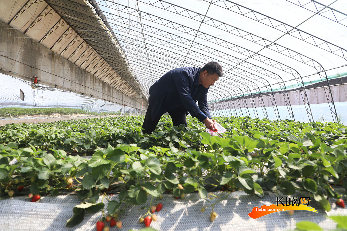 唐山市丰润区石各庄镇刘辛庄村农民在大棚里采摘草莓。