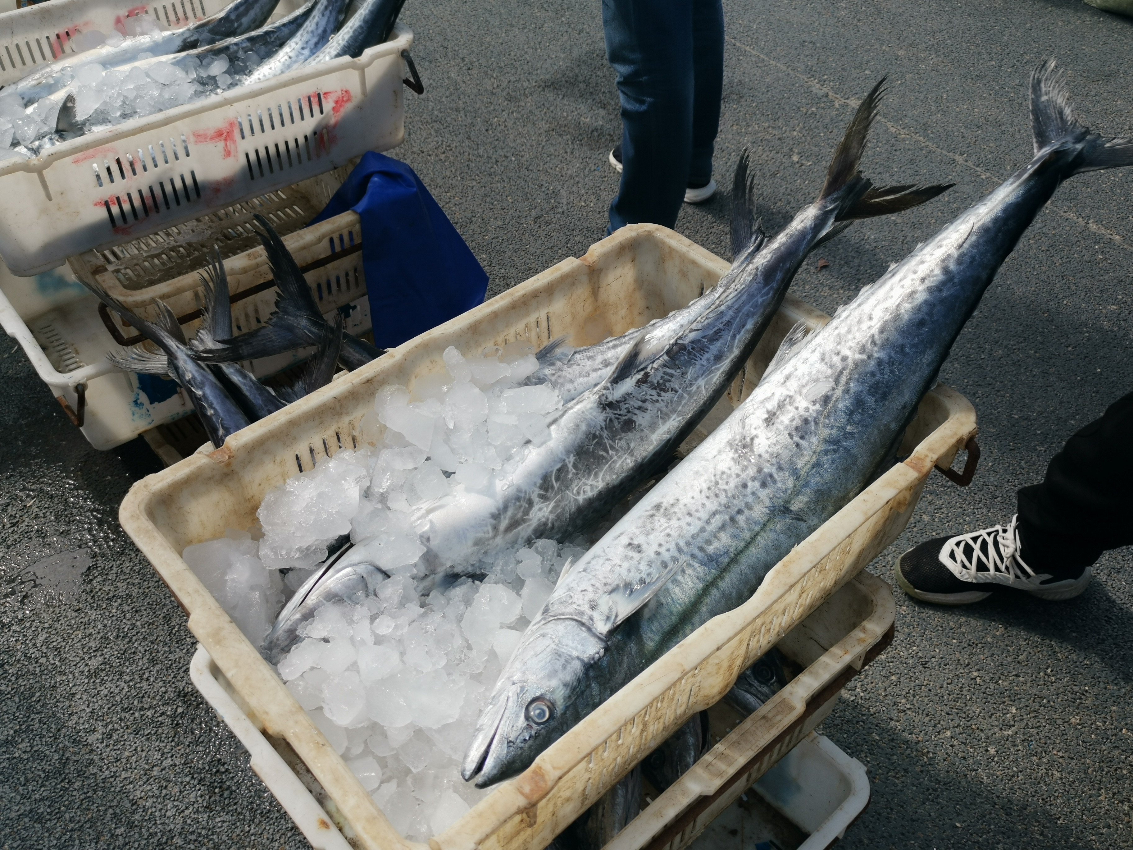 "鲅鱼之礼61传承孝道"2021沙子口鲅鱼节启幕