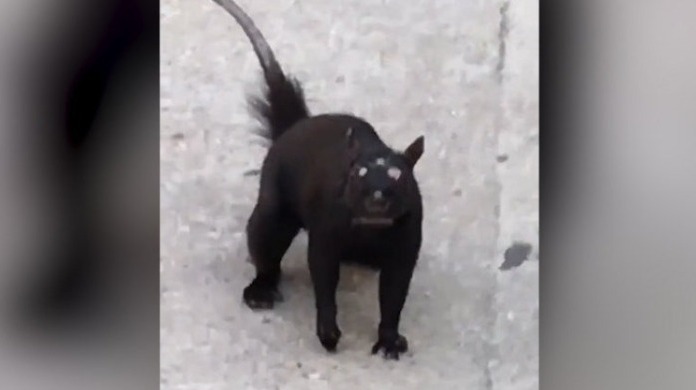国外网友在街上拍到“三眼”神秘动物，视频引起围观
