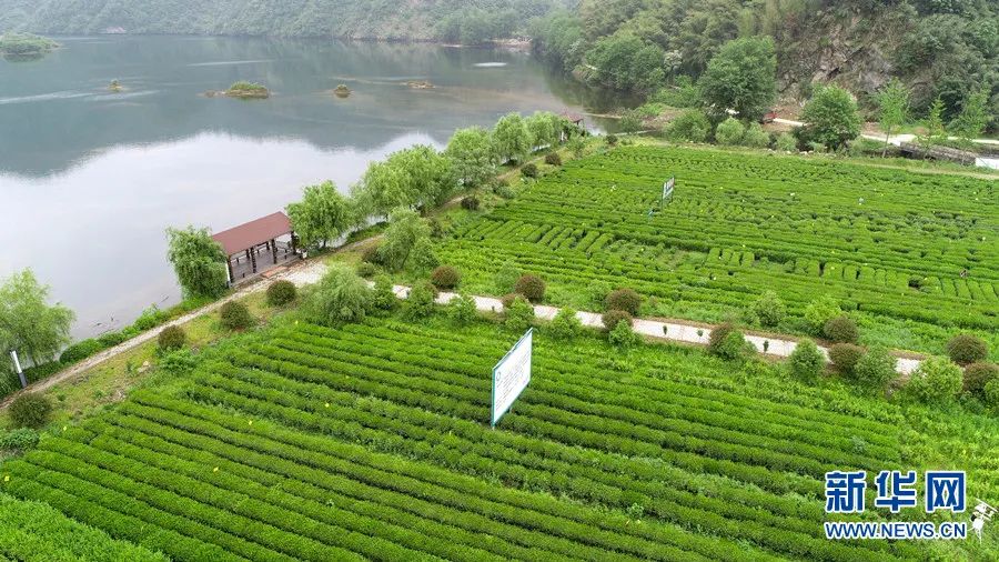 新華網發(程天石 攝)落兒嶺黃茶園霍山黃芽茶性溫和,口感甜香,深受