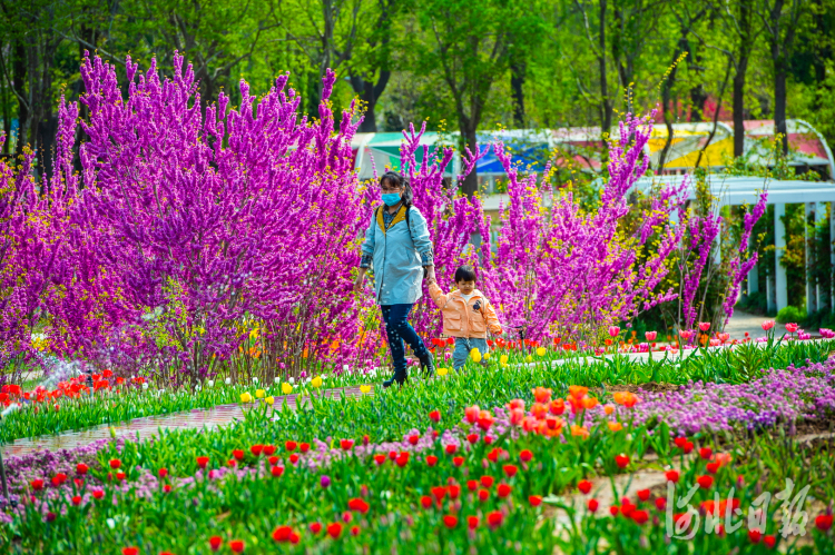 2021年4月8日，石家庄市植物园第十五届郁金香文化节开幕。本届郁金香文化节以“郁见你真好”为主题，共展出郁金香110个品种，同时引进了龙面花、藻百年、古代希、六倍利赛船系列等新品种花卉共计70万株，种植面积达1万平方米。河北日报记者田明摄影报道