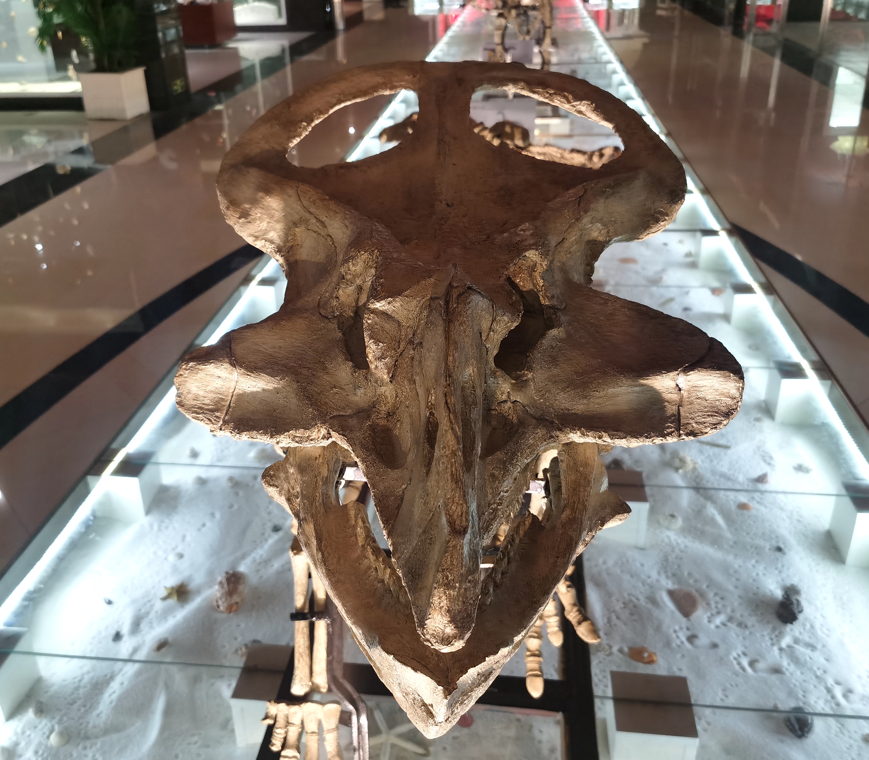 我陪恐龙数年纪神奇的古生物钟科普特展674月9日在青岛贝壳博物馆