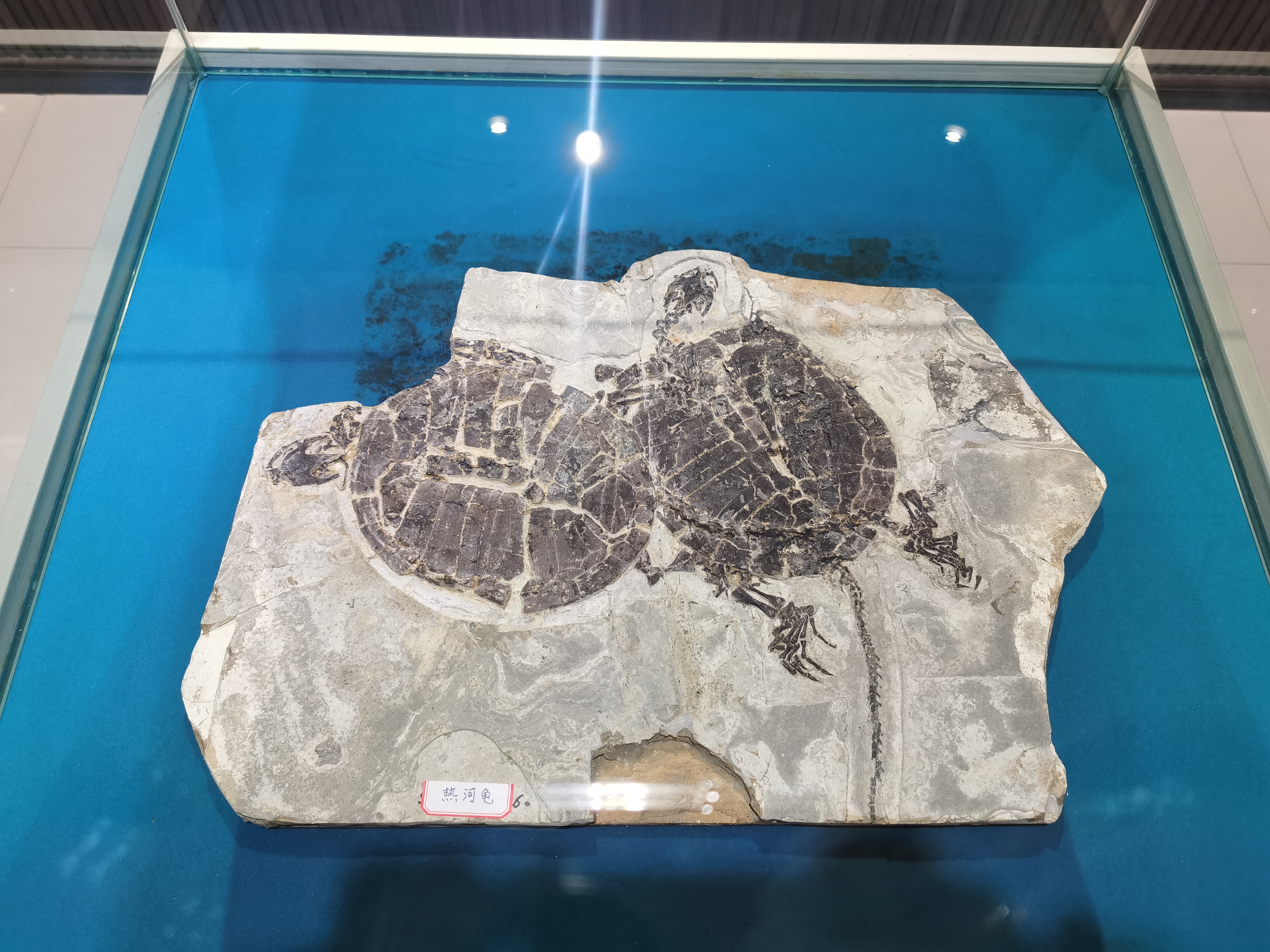 我陪恐龙数年纪神奇的古生物钟科普特展674月9日在青岛贝壳博物馆