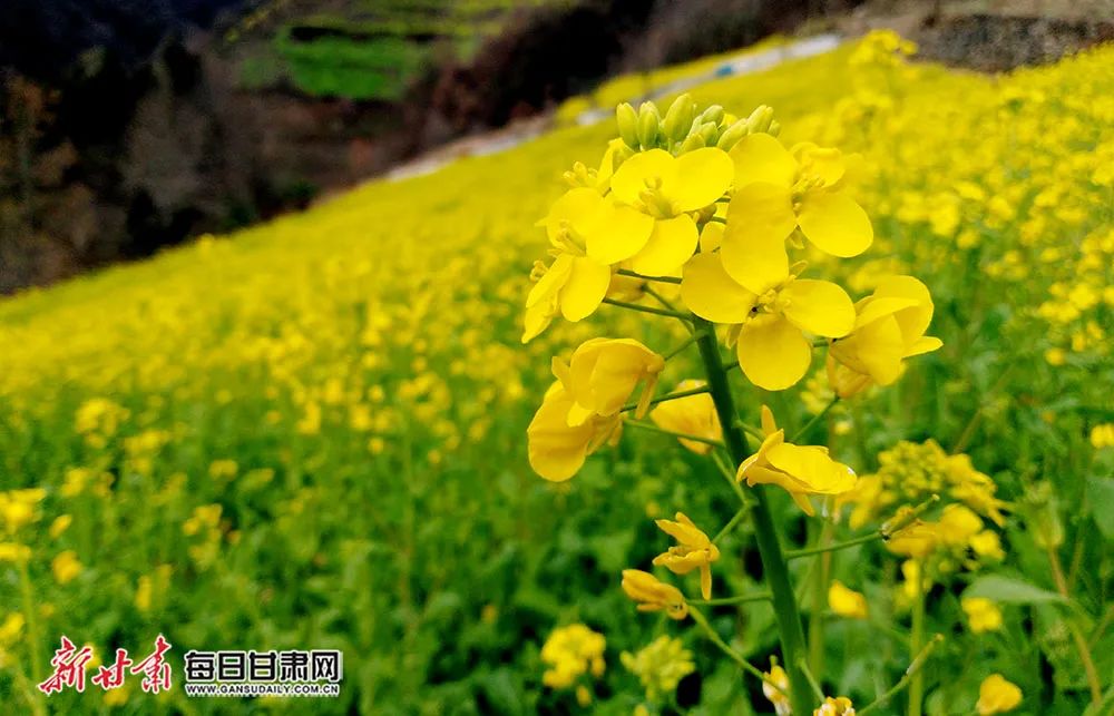 千里陇原是什么颜色?