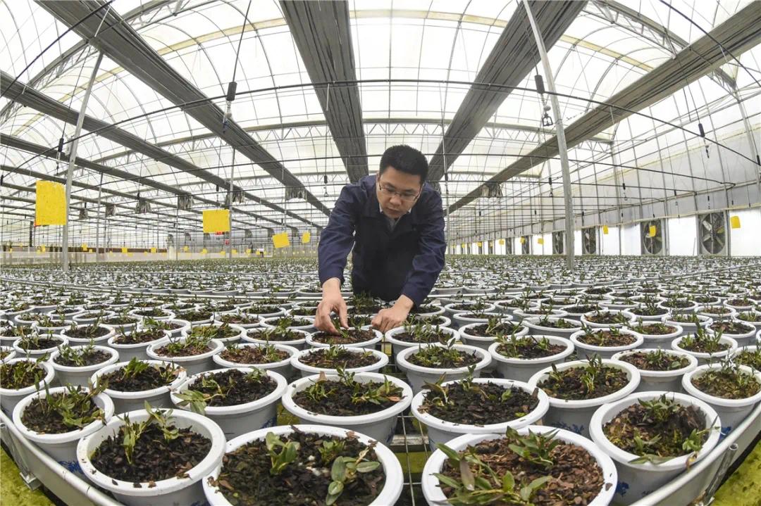 武义寿仙谷药业登上人民日报海外版!| 聚焦中医药 培养大健康产业__凤