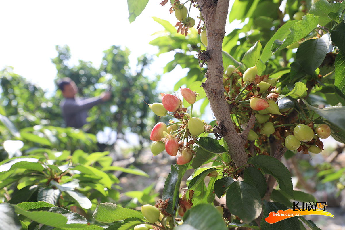 唐山市丰润区石各庄镇刘辛庄村农民在大棚里管护樱桃树。