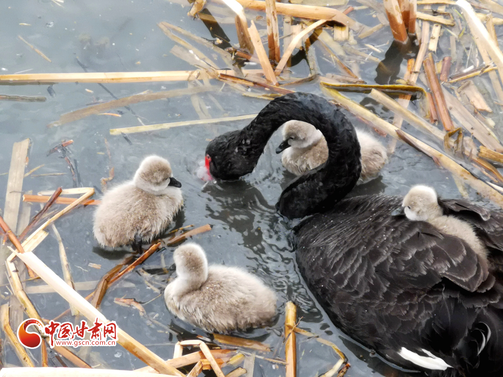 张掖湿地黑天鹅喜添四小宝 游湖觅食萌翻众人