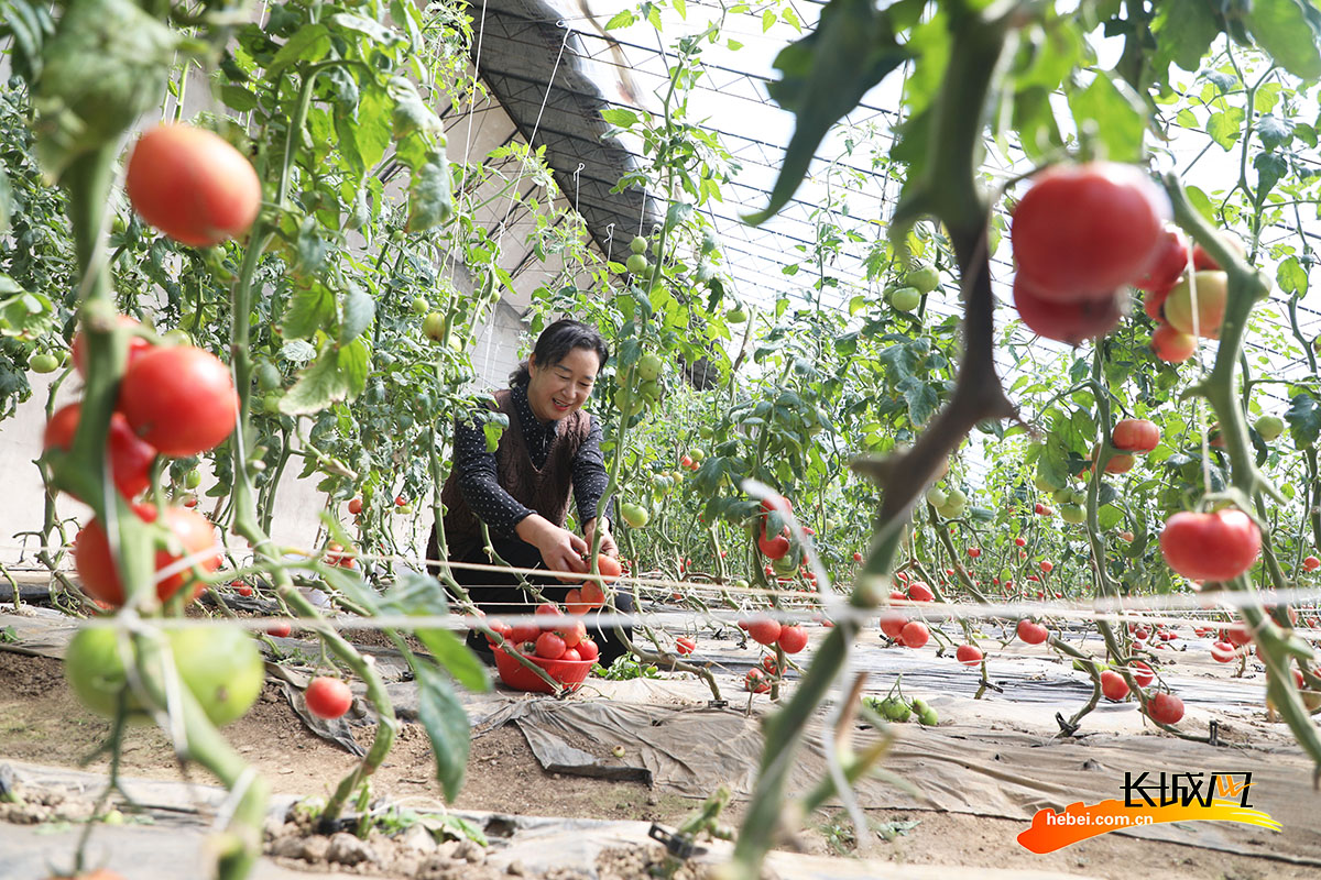 游客在唐山市丰润区燕沣园生态农场采摘西红柿。