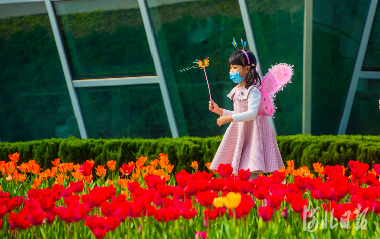 本届郁金香文化节分为四大展区，共种植了郁金香近30万株，其中包括靓丽鹦鹉、皇家十号、燃烧的青春、交响乐、紫骄傲等30余个新品种。河北日报记者田明摄影报道