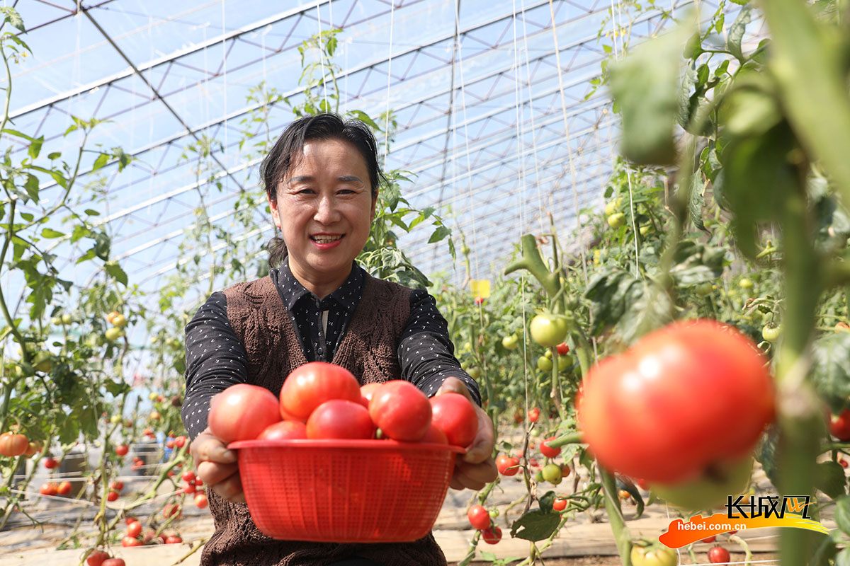 游客在唐山市丰润区燕沣园生态农场展示采摘的西红柿。