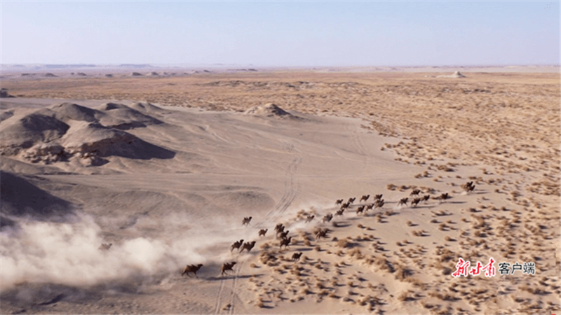 野骆驼“组团”在戈壁滩奔跑