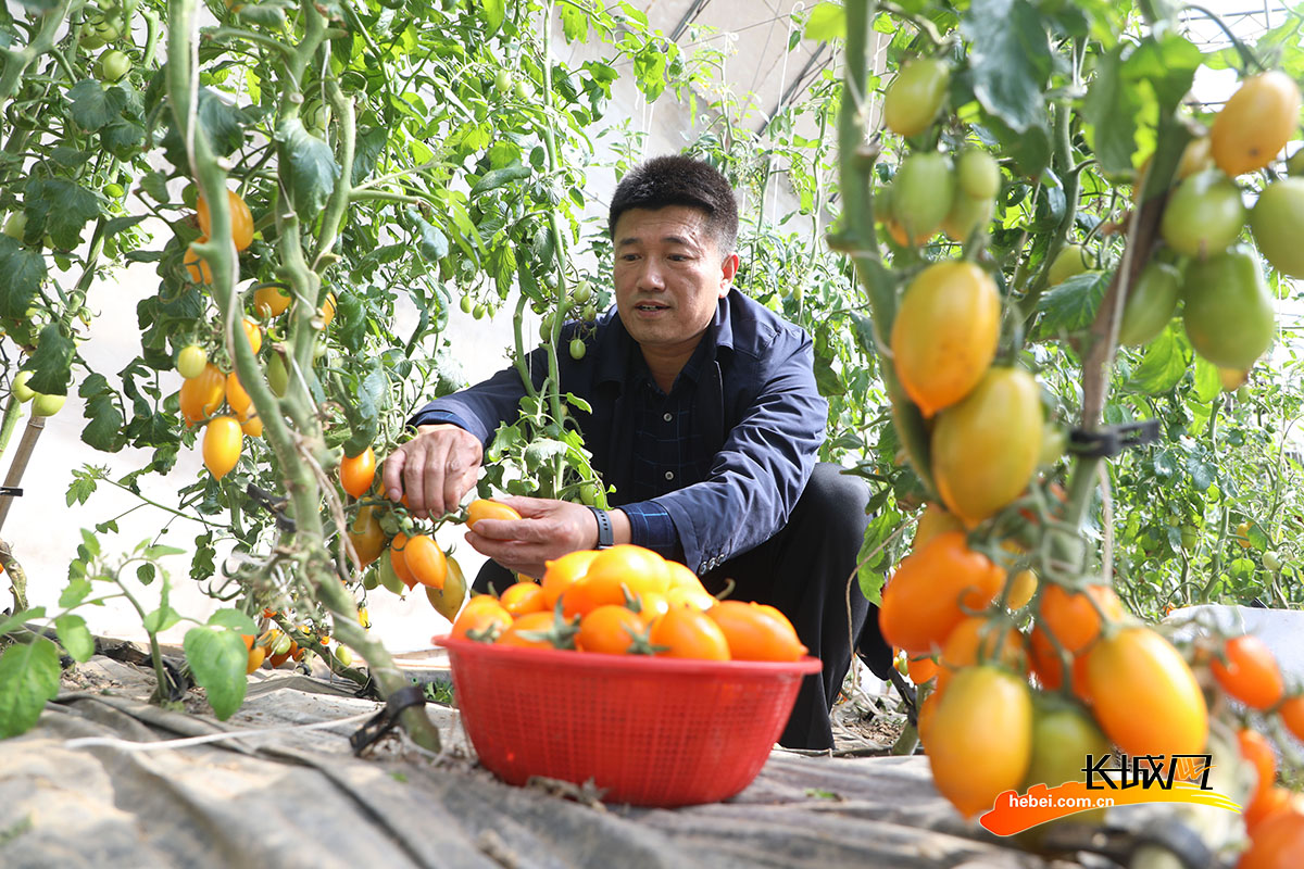 唐山市丰润区石各庄镇刘辛庄村农民在大棚里采摘西红柿。